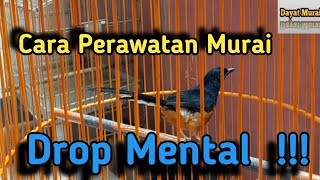 Cara perawatan murai drop mental !!!