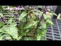 siam queen basil growing and caring conditions ocimum basilicum