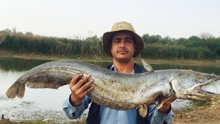 Big monster wallago attu catfish hunting|River monster||wallago attu