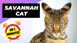 Savannah Cat - In 1 Minute! 🐱 One Of The Most Expensive Cats In The World | 1 Minute Animals