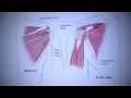 Learning about Rotator Cuff Tears with Dr. David Schneider