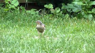 Sperwer verorbert een vogel in onze achtertuin