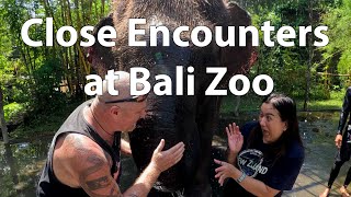 Close encounters at bali zoo