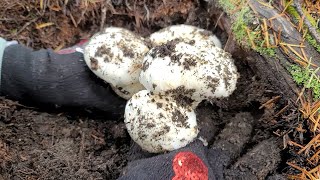 Tìm Được Nhiều Nấm Ngon Nhất Nhì Thế Giới - Pine Mushroom (Matsutake Mushrooms)