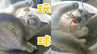 Playing with ball｜小猫玩球两次滚下床，可可爱爱翻肚皮