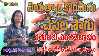 వియత్నాం కొర్రమీను చేపల సాగుతో రైతులకు లాభం |  vietnam murrel fish seed | BHOOMIPUTHRA TELUGU