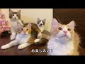 二郎スープで炊き込みご飯【メインクーン動画】生後99日目 ra men jiro maine coon 猫ラジめいくぅちゃんねる第87回 99 days after birth