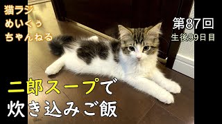 二郎スープで炊き込みご飯【メインクーン動画】生後99日目 Ra-men Jiro Maine coon 猫ラジめいくぅちゃんねる第87回 99 days after birth