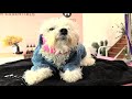 bichon frise grooming make over