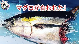 サメに食われた！？初めて釣れたマグロの無残な姿( ﾟ∀ﾟ)＆即リベンジ完了！　2018年10月15日茅ヶ崎 一俊丸　カツオ・キハダ船