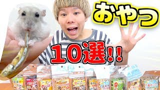 【ハムスター】おやつ １０選‼️ペットショップ に 売ってる \