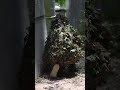 Airsoft Ghillie Gets Caught Sneaking - Clip 850 #shorts