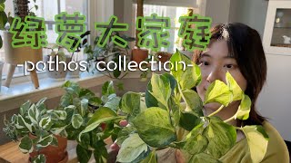 绿萝大家庭｜如何区别几种常见的锦化绿萝｜Variegated Pothos Collection \u0026 Comparison