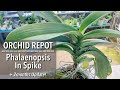 ORCHID REPOT: Phalaenopsis Orchid In Spike | How To Repot An Orchid | How To Stake An Orchid Spike