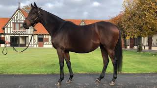 Lot 157 - FRAME OF MIND, in foal to Wootton Bassett