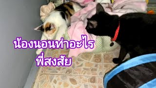 น้องนอนท่าอะไรพี่สงสัยหนักมาก#แม่เกียงเลี้ยงแมวจร#Stray#Cats#แมวจร