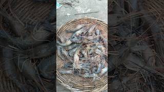 Fresh Lobsters | পদ্মা থেকে সংগৃহীত গলদা চিংড়ি #fishing #viralvideo #fish