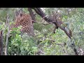 male lion finds a leopard stealing his meal