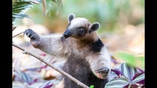 Northern Tamandua, Nosara, Costa Rica