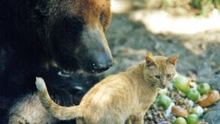 Funny compilation: Fearless cats defending their owners from bears!