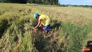 Rice farming | Pag-aani ng palay | Harvest Time