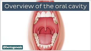 Oral Cavity Anatomy: Teeth, Boundaries, Adult and Deciduous Dentition