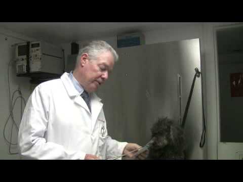 How to Cure Dry, Flaky Skin in Dogs How to Cure Dry, Flaky Skin in Dogs