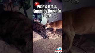 Pixie’s 9 to 5: Summit’s Full-Time Nurse on Duty!🐾🤣#dogshorts #TLC #doglovers #dogsofyoutube #cute