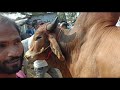 ajke hat valo trending viral beautiful cows sale