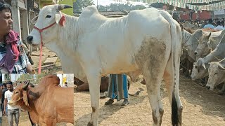 AJKE HAT VALO  ||TRENDING VIRAL BEAUTIFUL COWS SALE