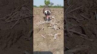 tatiri bird broking his eggs | red wattled lapwing