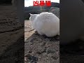 あの凶暴猫のカリン様 しっぽブンブン唸り声 ferocious cat shorts