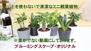 土を使わず清潔感もある観葉植物 ・丸形ストライプ鉢＋水の量がわかる水位計付き｜#ハイドロカルチャー #土を使わない観葉植物 #水耕栽培 #清潔感もある観葉植物 #ブルーミングスケープ