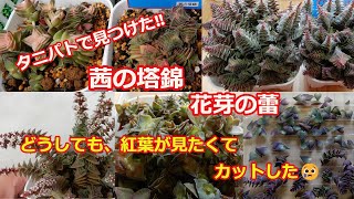 [多肉植物Ⅴlog160]茜の塔錦❣タニパトで見つけた、花芽の蕾。どうしても、紅葉が見たくて、カットしてみました😅