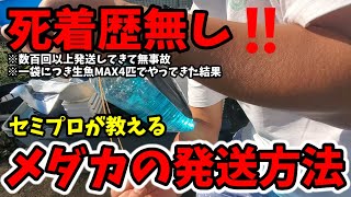 死着歴無し‼️セミプロが教えるメダカの発送方法【パッキング袋は二重梱包】これで死着事故確率1%未満【一袋成魚MAX4匹】安らぎAQUAちゃんねる