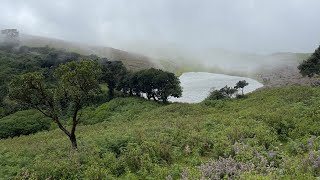 Neelakurinji Flower- Chikkamagaluru