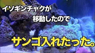 ハタゴイソギンチャクが移動したのでサンゴ追加！【海水魚水槽】