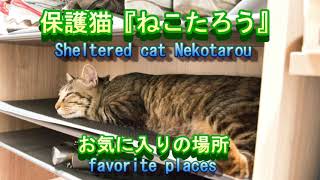 保護猫ねこたろう　お気に入りの場所　a sheltered cat Nekotarou　his favorite places  #保護猫 #ねこたろう #cat #glutton