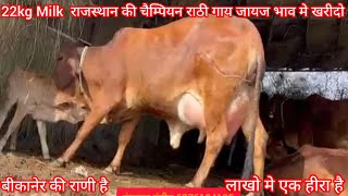 22kg Milk चैंपियन बीकानेर की राठी गाय जायज भाव मे खरीदो लाखो में एक हीरा नीचे बछड़ी है #cow video