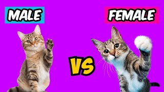 Which One To Get? The CRUCIAL Differences Between MALE & FEMALE Cats🔥