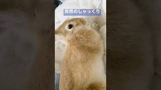 【保護うさぎ】突然のしゃっくり   #うさぎ #rabbit  #保護うさぎ