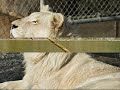 endangered animals keep holding on.wmv