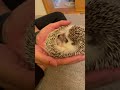 ジタバタしててもピタッととまれるハリネズミ🦔のこまろ☆ドヤ顔ハリネズミ🦔☆cute hedgehog☆ shorts