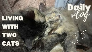 LIVING WITH 2 CATS || THEIR MORNING WAKE UP \u0026 DAILY ROUTINE