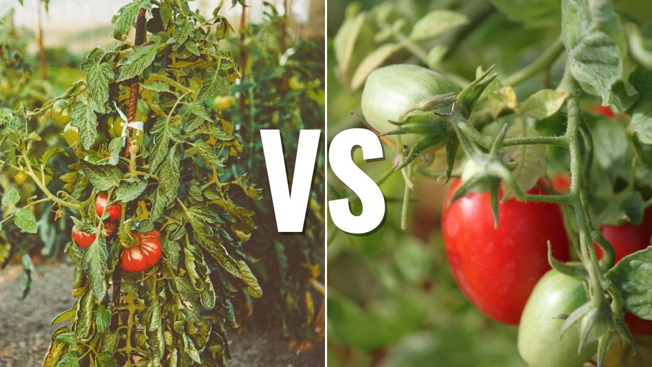 Determinate VS Indeterminate Tomato Plants - YouTube