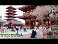 Japan Tokyo Asakusa shrine at spring  | #4k #tokyo #浅草|Explore Japan