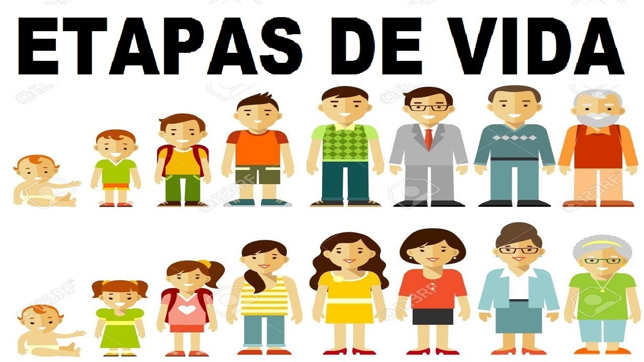 Etapas De Vida