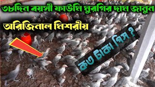 একমাস বয়সী ফাউমি মুরগির দাম জানুন || ফাউমি মুরগি কোথায় পাওয়া যায় || fawmi murgir price #chicken