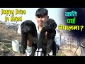 Puppy Price In Nepal || German Shepherd Puppy In Nepal || RK Dog Farm || Jankari Kendra