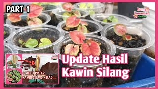 Update Hasil Kawin Silang Keladi Chocolatos dan HN series - Caladium hibrid dari Biji (Part 1)